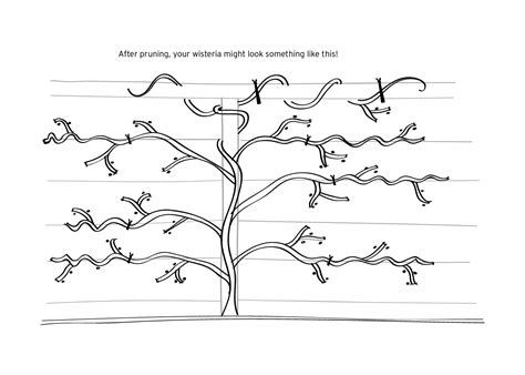 Promoting Wisteria Bloom, Part 2: A Three-Year Pruning Plan — Seattle's ...