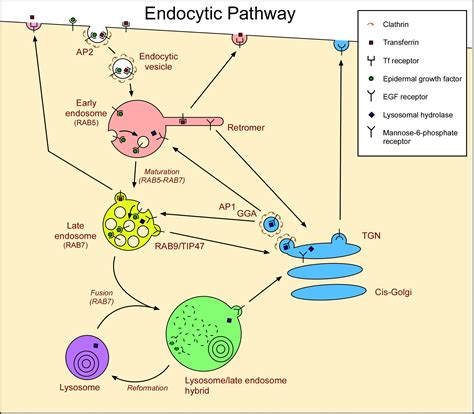 File:Endocytic pathway of animal cells showing EGF receptors, transferrin receptors and mannose ...