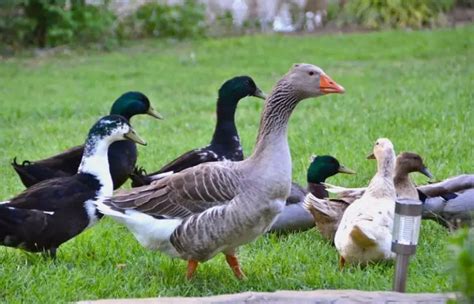 Difference Between Ducks and Geese: Ducks Vs. Goose Guide – Savvy Farm Life