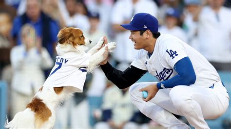 Watch Shohei Ohtani’s dog throw out first pitch – NBC Los Angeles