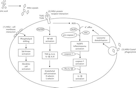 Mechanism of Action of Colchicine in the Treatment of Gout - Clinical Therapeutics