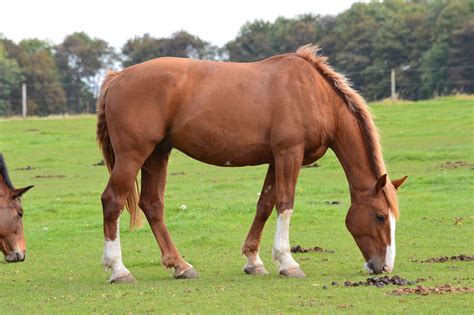 Irish draught horse | Irish draft horse, Draft horses, Horses