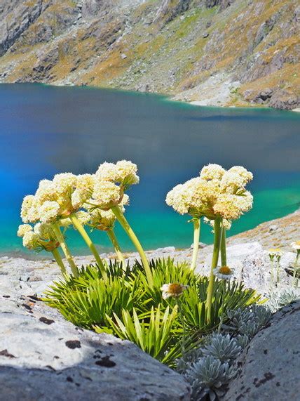 Alpine flowers in New Zealand