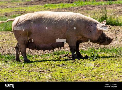 Breeding Sows High Resolution Stock Photography and Images - Alamy