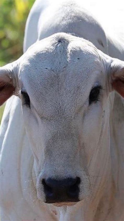 Nelore | Cattle breeds, Cattle, Cow