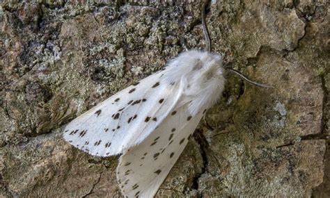 White Moth – Meaning and Symbolism