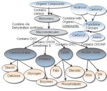 Biology in 24 Hrs - Macromolecule Concept Map