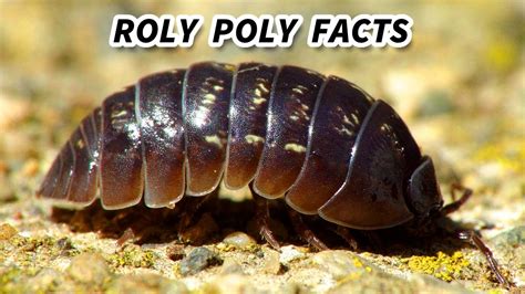 Roly Poly Facts: the BUG that ROLLS UP into a BALL | Animal Fact Files ...