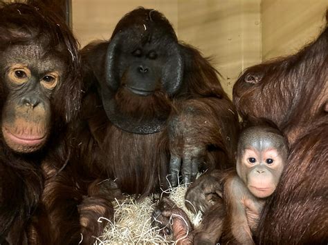 Special Reunion For Paignton Zoo’s Orangutan Family • Paignton Zoo