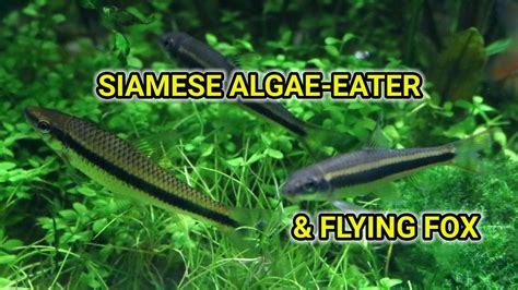 Flying Fox Fish Vs Siamese Algae Eater: What Are The, 52% OFF