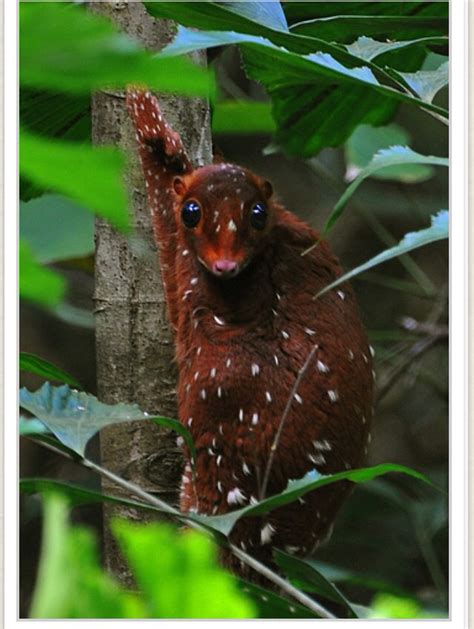 Also known as The Sunda flying lemur, the Sunda Colugo is not actually ...