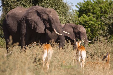 Tap Into Your Wild Side on This Adventurous Zambia Safari