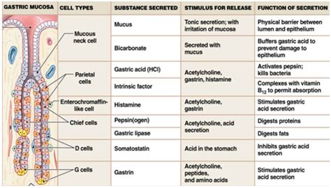 Physiology, Glands, Gastric acid