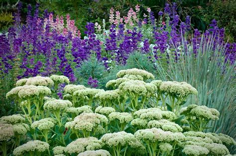 salvia, sedum autumn joy, and blue oat grass | Companion gardening, Hardy plants, Plants