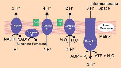 Respiratory Chain Electron Transport Chain (ETC) components, control and inhibitors | Science online