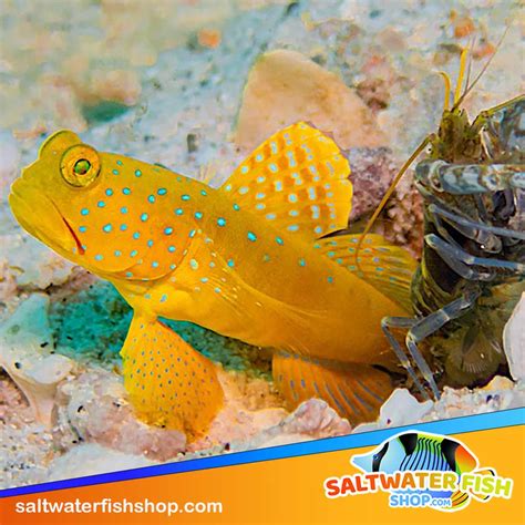 watchman goby Archives - Blue Tang, Clownfish, and Angelfish For Sale Online | Salt Water Fish Shop