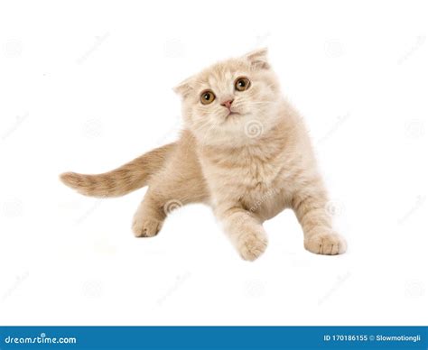 SCOTTISH FOLD CREME stock image. Image of felidae, mammal - 170186155