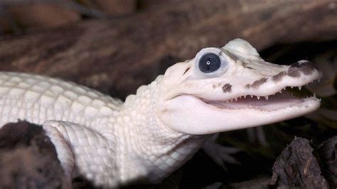 Baby white alligator | Melanistic animals, Albino animals, Albino