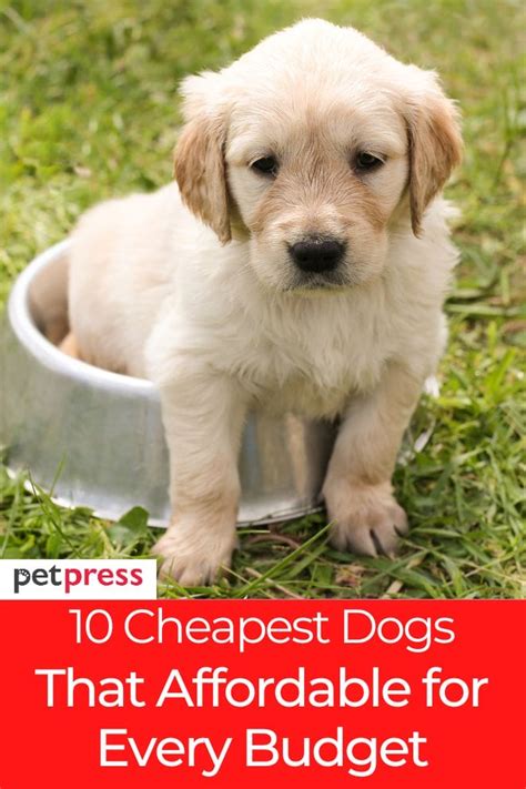 What Is the Cheapest Dog Breed? 10 Affordable Dog Breeds