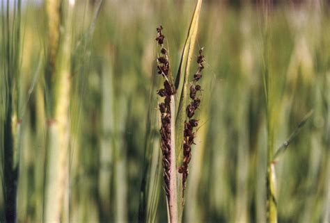 Loose Smut of Barley - Field Crop Diseases Victoria | Field Crop Diseases Victoria