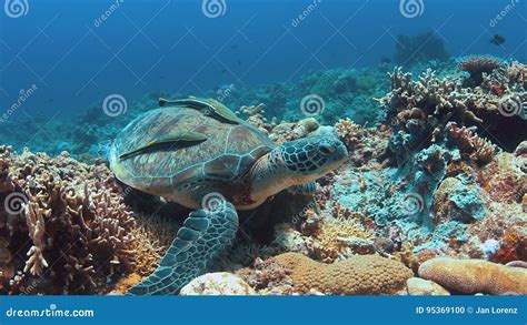 Green Sea Turtle on a Coral Reef Stock Photo - Image of green ...