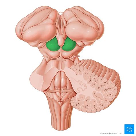 function of the superior colliculus - Captions Prince