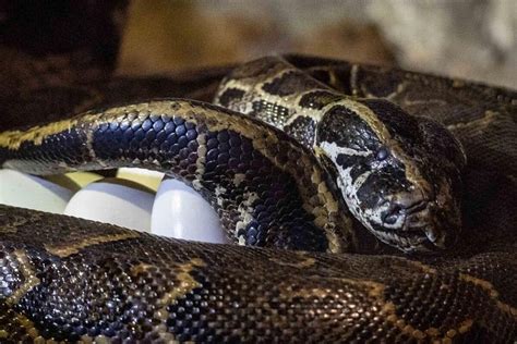 Una serpiente pitón de siete metros se traga a una mujer de 54 años en ...