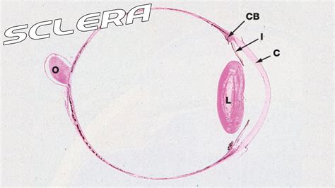 Sclera Histology Labeled