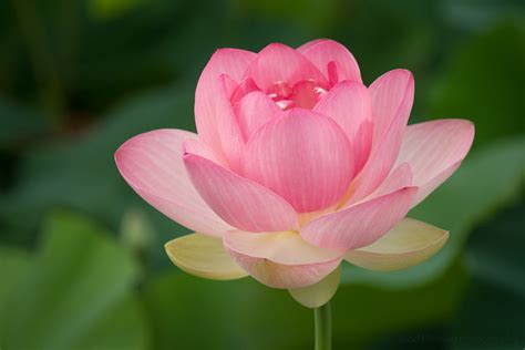 Stages of a Lotus Flower Blooming at Kenilworth Aquatic Gardens — Todd ...