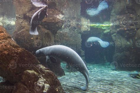 newborn baby manatee close up portrait 20163138 Stock Photo at Vecteezy