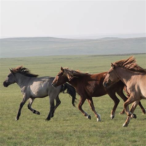 Mongolia's Eastern Steppe is one of the last great grassland wildernesses of #asia. Our staff ...