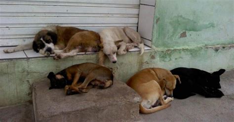 Shelter for animals that are abandoned in the city of Francisco Morado ...