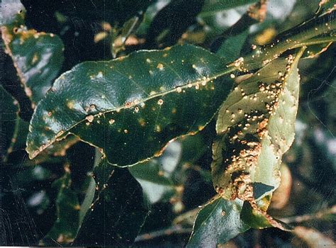 Lesions caused by citrus scab fungus.