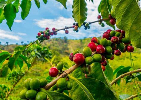 Colombian Coffee Guide: Beans, Brands, Regions, Flavor Notes | EnjoyJava