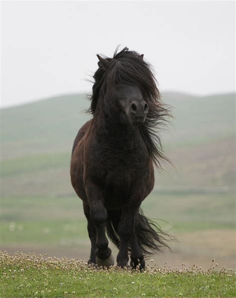 shetland pony on Tumblr