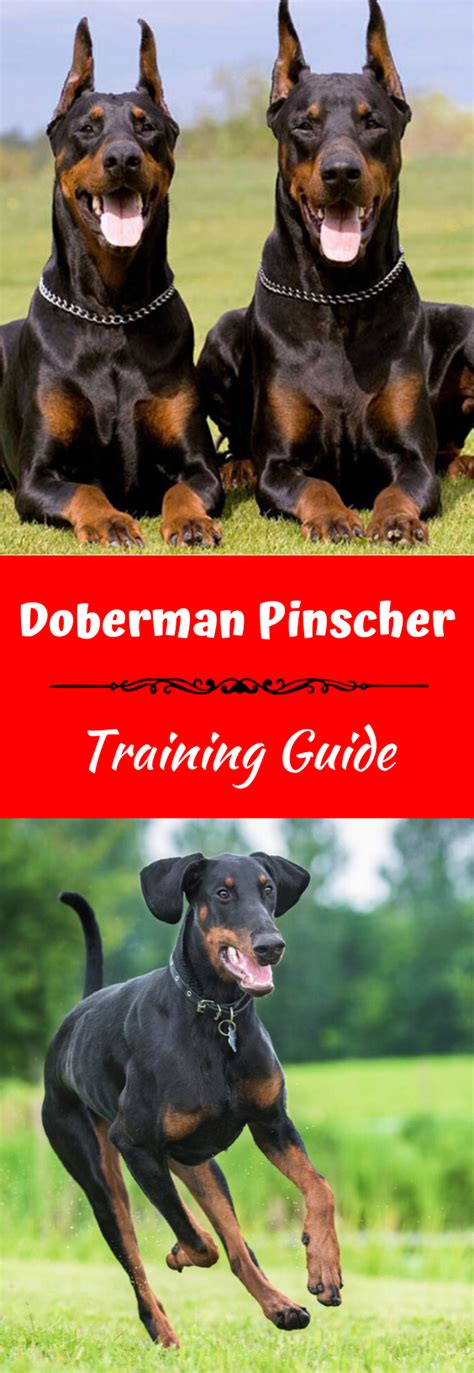 Doberman Pinscher Training Guide | Our Deer | Doberman puppy training, Doberman breed, Doberman ...