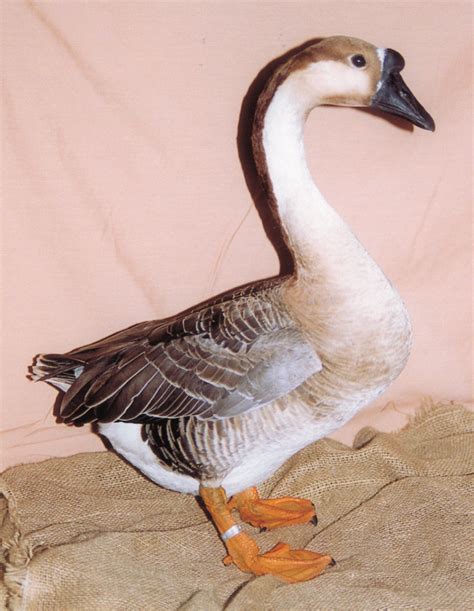 Fancy Goose Breeds - Poultry Hub Australia