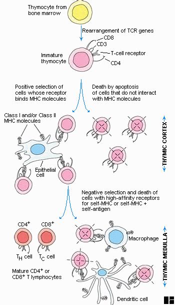 T Cell Maturation