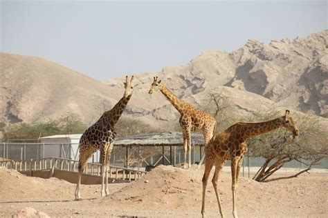 Al Ain Zoo | Al Ain - What to Expect | Timings | Tips - Trip Ideas by MakeMyTrip