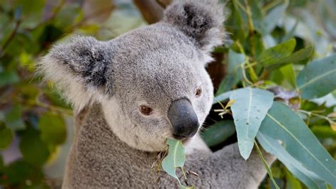 Eucalypt | San Diego Zoo Animals & Plants