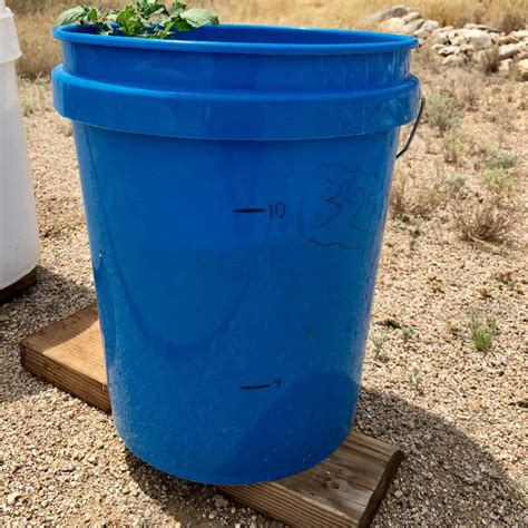 Grow Potatoes in 5 Gallon Buckets - Rural Living Today