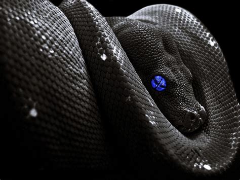 Black Snake HD Wallpapers - Top Free Black Snake HD Backgrounds ...