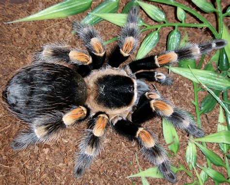 Brachypelma-hamorii-for-sale