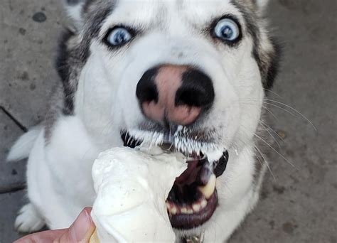 Cute Photos of Dogs Eating Ice Cream | POPSUGAR Family