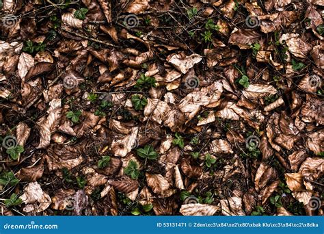 Forest ground texture stock image. Image of brown, abstract - 53131471