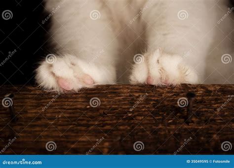 Paws stock image. Image of persian, clean, white, paws - 35049595