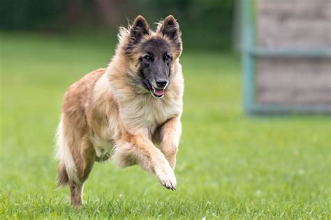 Belgian Tervuren Dog Breed Information and Characteristics