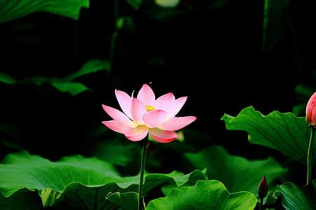 Free photo: lotus, flowers, buddhism, pond | Hippopx