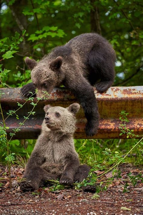 Brown bear cubs playing stock image. Image of natural - 192228293