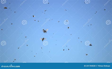 Swarm of Flies Flying in the Blue Sky Stock Footage - Video of isolated ...